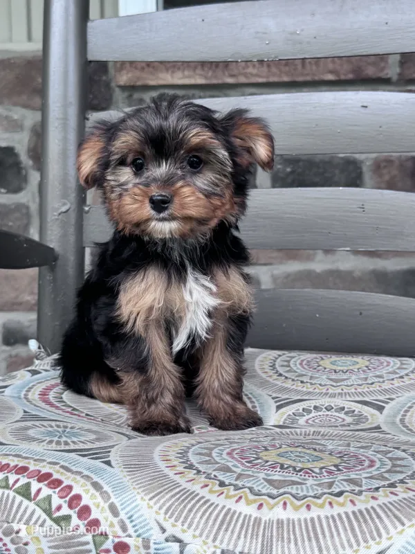Lulu – Yorkshire Terrier puppy for sale in Hopkinsville, KY