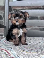 Lulu, a female Yorkshire Terrier for sale in Hopkinsville, KY – 1 of 4