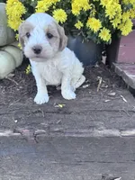 Louie, a male Maltipoo for sale in Hopkinsville, KY – 2 of 3