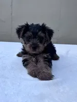 Cooper, a male Yorkshire Terrier for sale in Hopkinsville, KY – 2 of 8