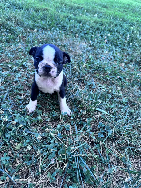 Winston – Boston Terrier puppy for sale in Hopkinsville, KY