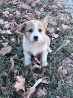Molly, a female Pembroke Welsh Corgi for sale in Hopkinsville, KY – 6 of 6