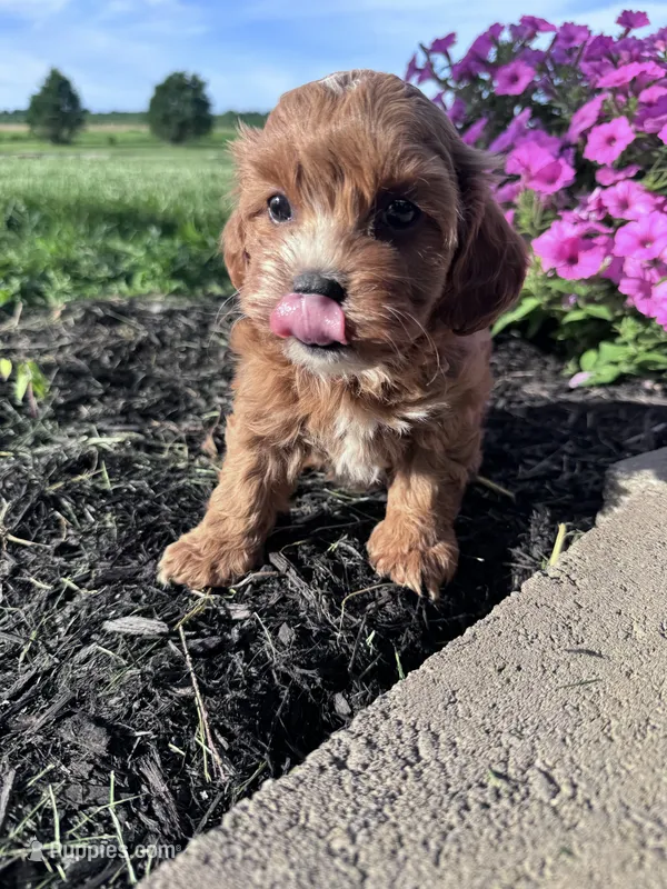Teddy – Cavapoo puppy for sale in Hopkinsville, KY