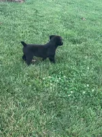 Oreo, a female Pembroke Welsh Corgi for sale in Hopkinsville, KY – 4 of 5