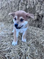 Kuma, a male Shiba Inu for sale in Hopkinsville, KY – 5 of 5