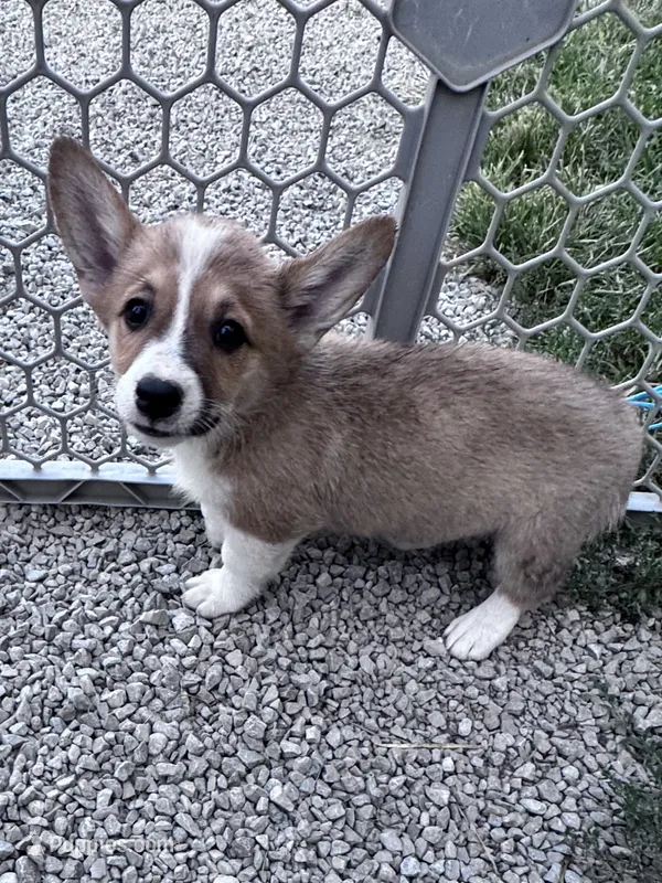 Honey – Pembroke Welsh Corgi puppy for sale in Hopkinsville, KY