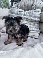 Bear, a male Yorkshire Terrier for sale in Hopkinsville, KY – 4 of 9