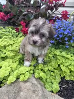 Lucky, a male Havanese for sale in Hopkinsville, KY – 5 of 5