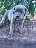 Luna, a female Cane Corso for sale in Hopkinsville, KY – 2 of 5