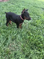 Xena, a female Doberman Pinscher for sale in Hopkinsville, KY – 2 of 7