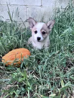 Cooper, a male Pembroke Welsh Corgi for sale in Hopkinsville, KY – 3 of 5