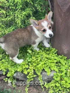 Polly – Pembroke Welsh Corgi puppy for sale in Hopkinsville, KY