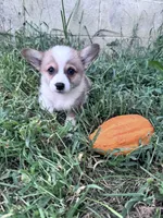 Brownie, a male Pembroke Welsh Corgi for sale in Hopkinsville, KY – 5 of 6