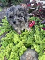 Snuggles, a male Yorkipoo for sale in Hopkinsville, KY – 6 of 7