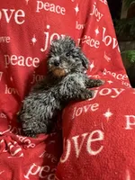 Merle, a male Yorkipoo for sale in Hopkinsville, KY – Photo 2 of 5