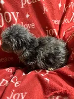 Merle, a male Yorkipoo for sale in Hopkinsville, KY – Photo 5 of 5