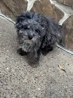 Merle, a male Yorkipoo for sale in Hopkinsville, KY – Photo 1 of 5