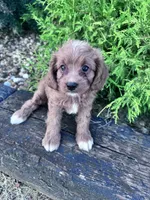 Harley , a female Cavapoo for sale in Hopkinsville, KY – 4 of 5