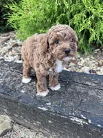 Socks, a female Poodle - Miniature  for sale in Hopkinsville, KY – 5 of 5