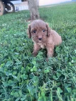 Charlie, a male Cavapoo for sale in Hopkinsville, KY – 2 of 5