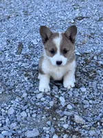 Cookie, a female Pembroke Welsh Corgi for sale in Hopkinsville, KY – 5 of 6