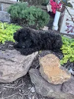 Vegas, a female Yorkipoo for sale in Hopkinsville, KY – 4 of 6