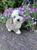 Winnie, a male Sheepadoodle for sale in Hopkinsville, KY – 5 of 5