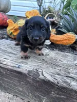 Frankie , a male Miniature Dachshund for sale in Hopkinsville, KY – 3 of 6