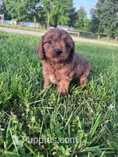 Chewy – Cavapoo puppy for sale in Hopkinsville, KY