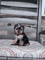 Pixie, a female Yorkshire Terrier for sale in Hopkinsville, KY – 2 of 4