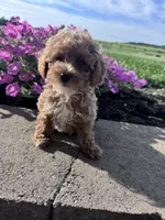 Benji, a male Poodle - Miniature  for sale in Hopkinsville, KY – 2 of 5