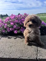 Benji, a male Poodle - Miniature  for sale in Hopkinsville, KY – 3 of 5