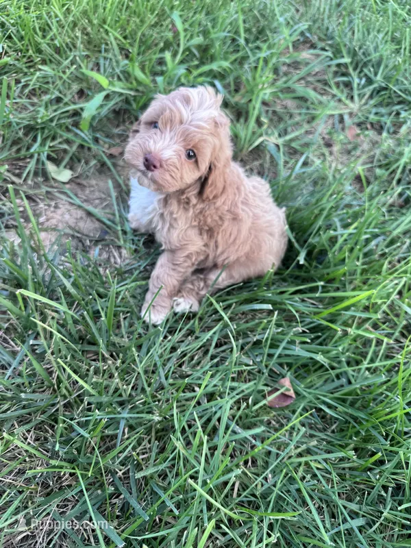 Biscuit  – Cockapoo puppy for sale in Hopkinsville, KY