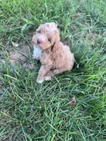 Biscuit , a male Cockapoo for sale in Hopkinsville, KY – 1 of 4