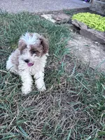 Pebbles, a female Poodle - Miniature  for sale in Hopkinsville, KY – 6 of 7