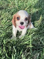 Max, a male Cavalier King Charles Spaniel for sale in Hopkinsville, KY – 3 of 5