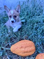 Honey, a female Pembroke Welsh Corgi for sale in Hopkinsville, KY – 5 of 5