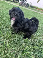 The sweetest boy on earth, a male Shihpoo for sale in Hopkinsville, KY – 6 of 7