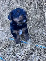 Yogi, a male Yorkshire Terrier for sale in Hopkinsville, KY – 2 of 7