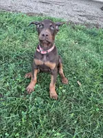 Darla, a female Doberman Pinscher for sale in Hopkinsville, KY – 6 of 6