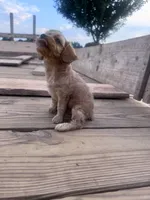 Honey , a female Cavapoo for sale in Hopkinsville, KY – 5 of 5