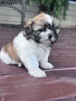 Suzie, a female Shih Tzu for sale in Hopkinsville, KY – 5 of 5