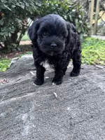 Suzie, a female Havapoo for sale in Hopkinsville, KY – 3 of 7