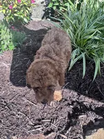 Copper, a male Poodle - Miniature  for sale in Hopkinsville, KY – 3 of 6