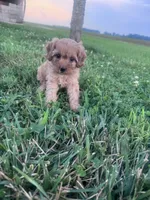 Sadie, a female Cavapoo for sale in Hopkinsville, KY – 6 of 9