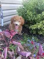 Yeti , a male Yorkipoo for sale in Hopkinsville, KY – 5 of 6