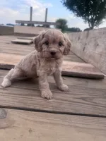 Muffin, a female Cavapoo for sale in Hopkinsville, KY – 4 of 4