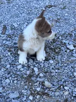 Cookie, a female Pembroke Welsh Corgi for sale in Hopkinsville, KY – 4 of 6
