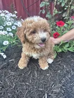 Teddy, a male Bichpoo for sale in Hopkinsville, KY – 4 of 5