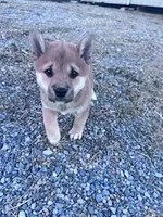Chase, a male Shiba Inu for sale in Hopkinsville, KY – Photo 2 of 6